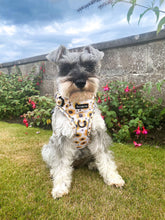 Load image into Gallery viewer, Sunpower Explorer Harness - *SECONDS *