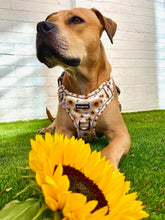 Load image into Gallery viewer, Sunpower Explorer Harness - *SECONDS *