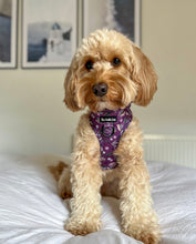 Load image into Gallery viewer, Looking Sharp Harness