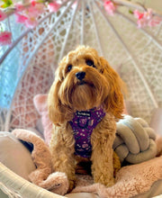 Load image into Gallery viewer, Looking Sharp Harness