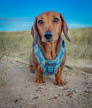 Load image into Gallery viewer, Gnomeo & Juliet Harness