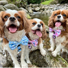 Load image into Gallery viewer, Funguy