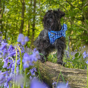 Blueberry Plaid Bundle: Harness + Lead + PBH