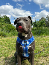 Load image into Gallery viewer, Blueberry Plaid Bundle: Harness + Lead + PBH