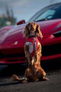 FURrari Bundle: Harness + Lead + PBH