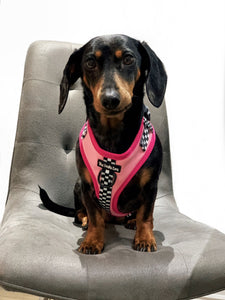 Girl Racer CHARITY Bundle: Harness + Lead + PBH