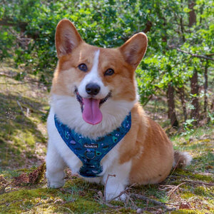 Avo Good Day Harness