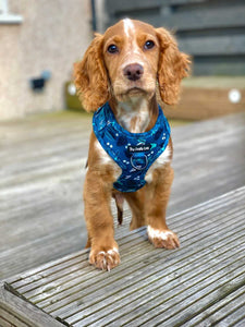 Avo Good Day Harness