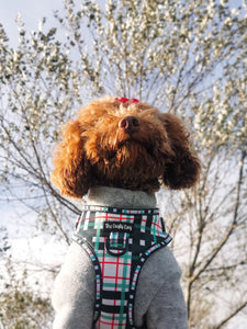 Peppermint Plaid Harness